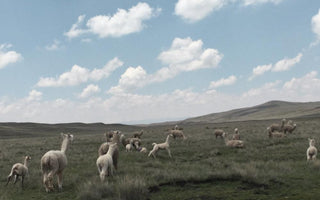 adult and baby alpaca running in a field with a lake in the foreground