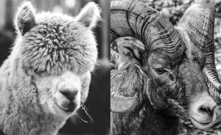 Alpaca vs Merino: Which is Better?