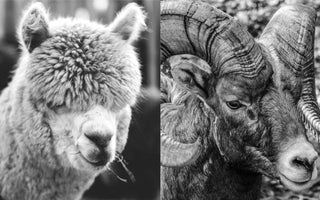 Alpaca vs Merino: Which is Better?