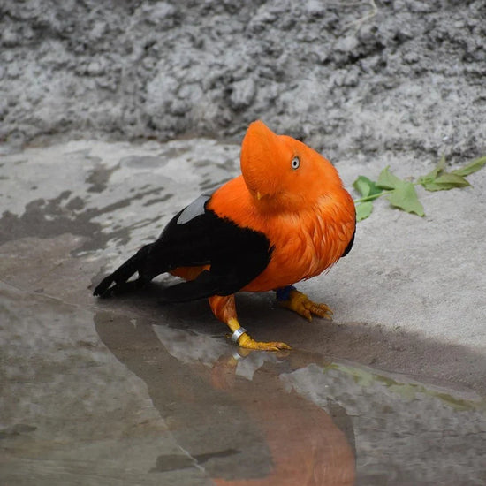 Celebrating Biodiversity in Cusco:
A Living Treasure of Peru