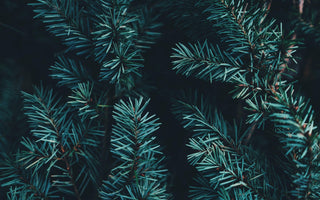 How to have eco-friendly christmas