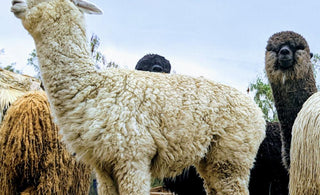 Is there any better outdoors base layer than Merino wool?