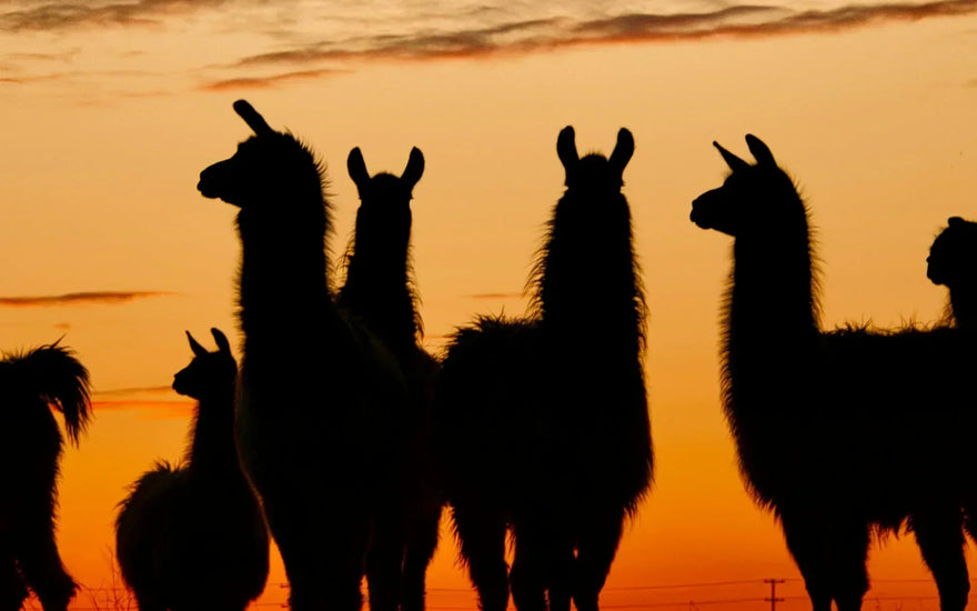 Is Wool Sustainable? Rethinking Livestock-Based Textiles For A Greener Future