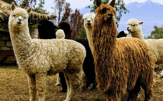 Brown and white alpacas against a mountain background
