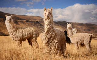 Alpaca: The Best Eco-Friendly Animal