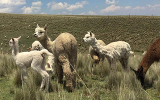 group of young alpaca in a field with a brown llama