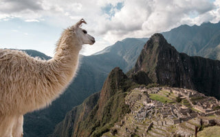 llama looking out over machu picchu