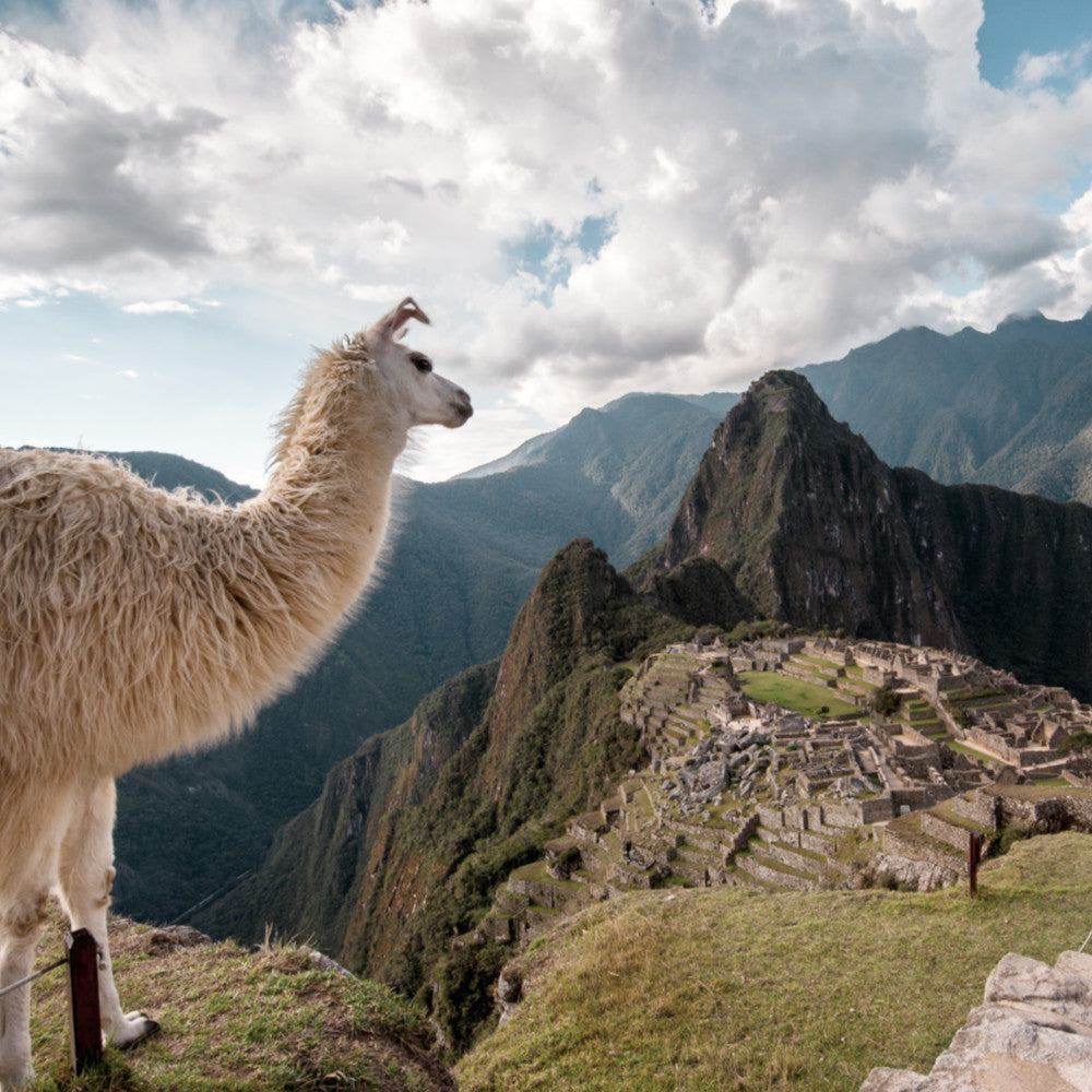 llama looking out over machu picchu