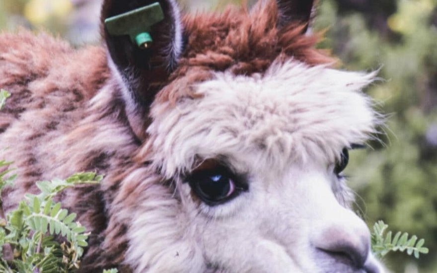 alpaca looking at camera while grazing
