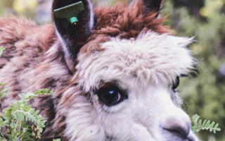 alpaca looking at camera while grazing