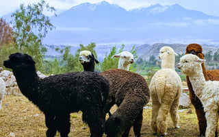 Black, brown and white alpacas in front of mountains