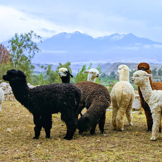 Black, brown and white alpacas in front of mountains