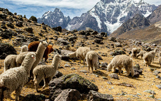 The History of Alpaca Herding in the Sacred Valley