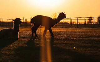 Alpaca vs Merino: Which Wool Offers Better UV Protection?