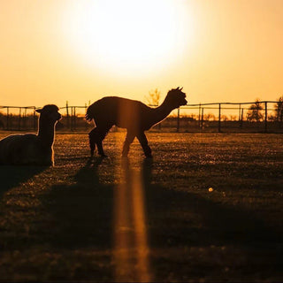 Alpaca vs Merino: Which Wool Offers Better UV Protection?
