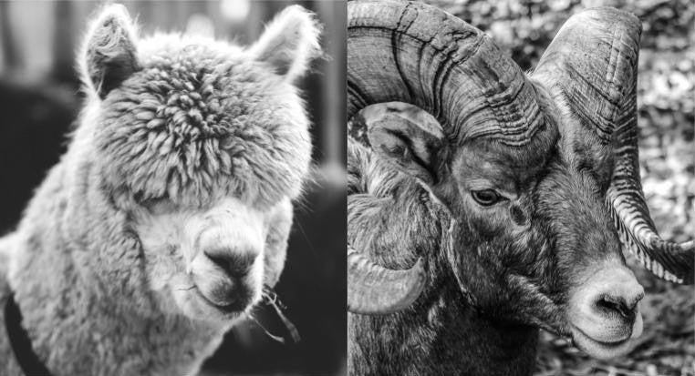 Alpaca vs Merino: Which is Better?