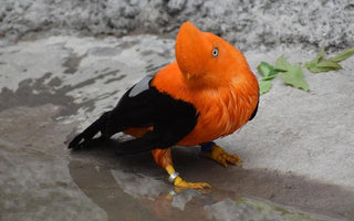 Celebrating Biodiversity in Cusco:
A Living Treasure of Peru