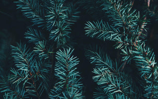 How to have eco-friendly christmas
