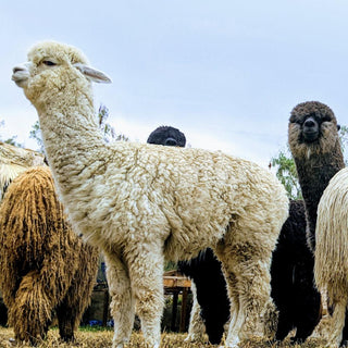 Is there any better outdoors base layer than Merino wool?