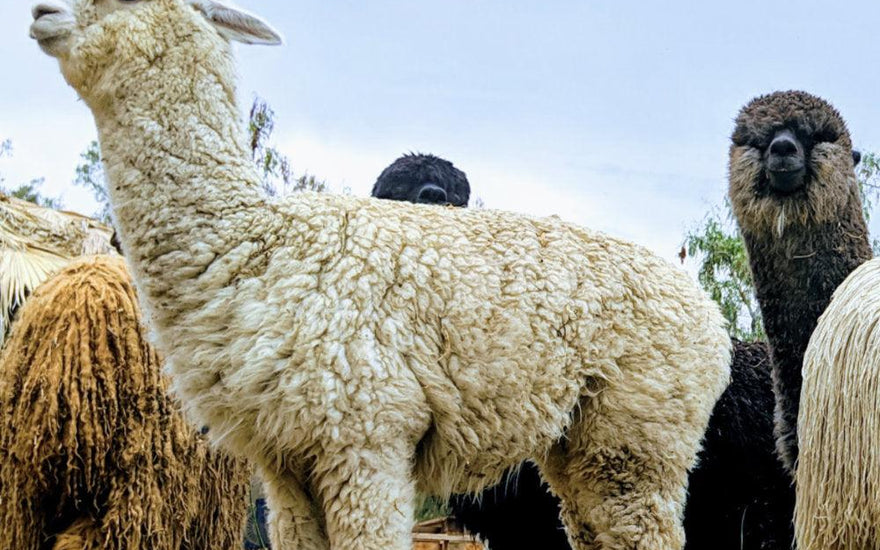 Is there any better outdoors base layer than Merino wool?
