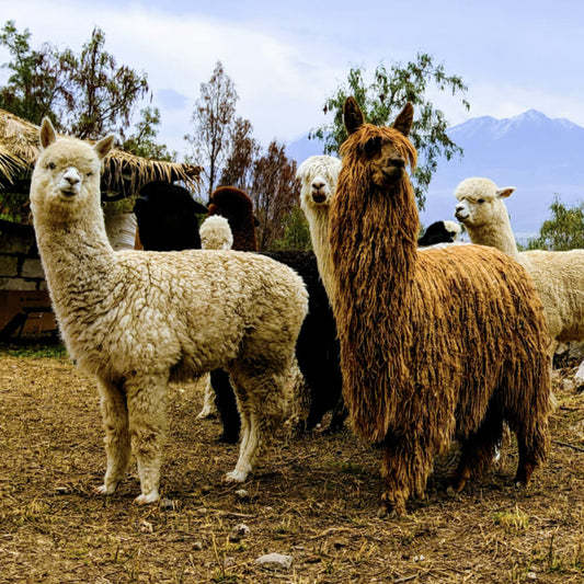 Brown and white alpacas against a mountain background