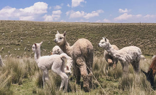An All Season Wool