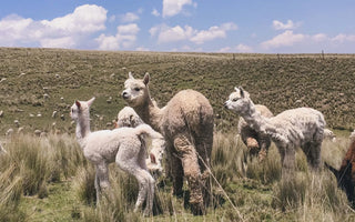 An All Season Wool