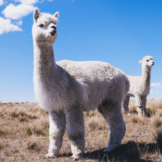 Alpaca Wool for Extreme Weather | Sustainable High Performance Gear