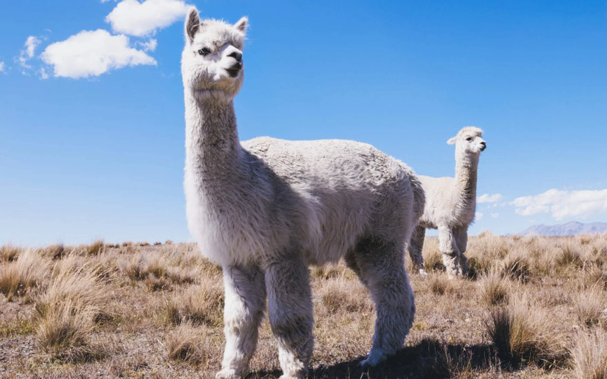 Alpaca Wool for Extreme Weather | Sustainable High Performance Gear