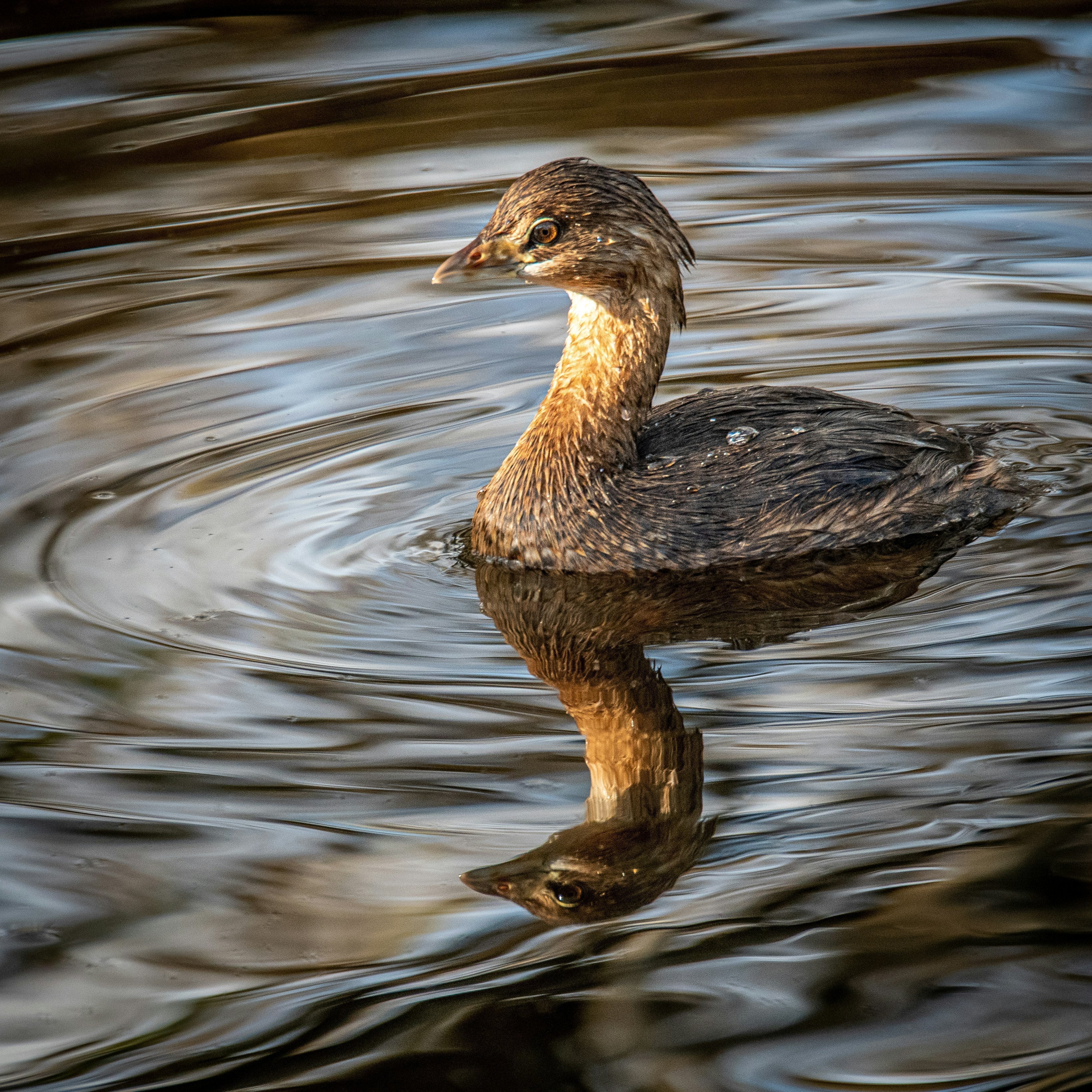 Wetlands: Safeguarding Nature's Outdoor Defenders