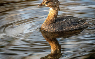 World Wetlands Day