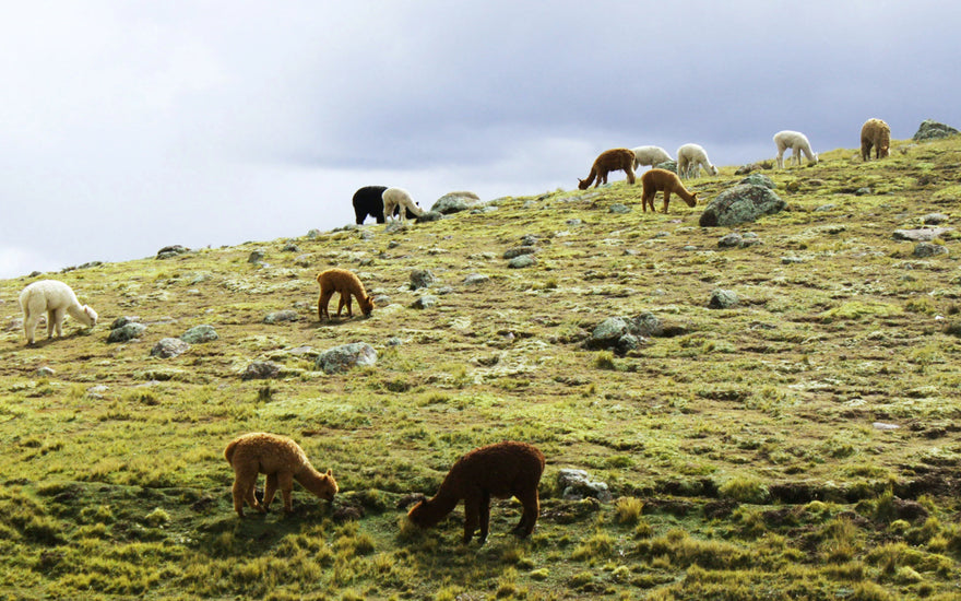 10 Practices from Cusco That Celebrate Harmony with Nature