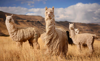 Alpaca: The Best Eco-Friendly Animal