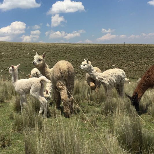 group of young alpaca in a field with a brown llama