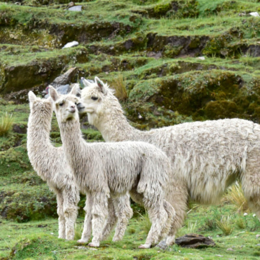 group of three alpacas on the mountain side