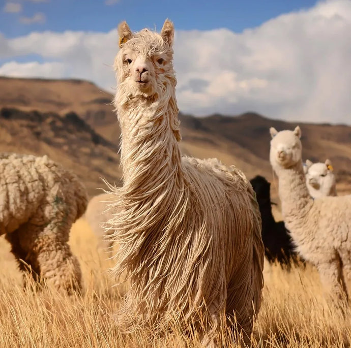 adobestock_1000208811-1654108931951.webp__PID:8737d8d1-de35-4b98-bd48-36c612edda5e