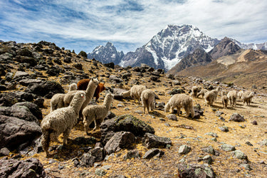 alpaca-herding-sacred-valley-banner.webp__PID:d38c5000-2442-4b9c-b0a0-ffd18a53f6a0