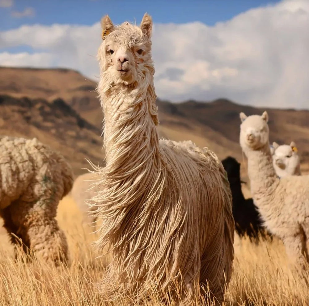 Alpacas en los Andes peruanos