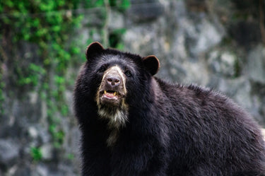 andean-spectacled-bear-cusco-biodiversity.webp__PID:e2314413-ba9f-4ff2-b4d3-1bbbc3e7b9df