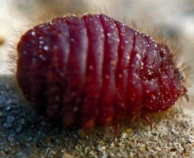 cochineal-insect-dactylopius-coccus-natural-dye.webp__PID:ea9cebd2-f931-4feb-b26a-4d889fe290a3