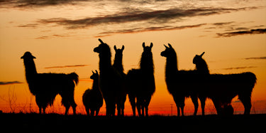 llamas-sunset-regenerative-livestock-sustainability.webp__PID:37305936-b42d-47f2-9049-bdb769229579