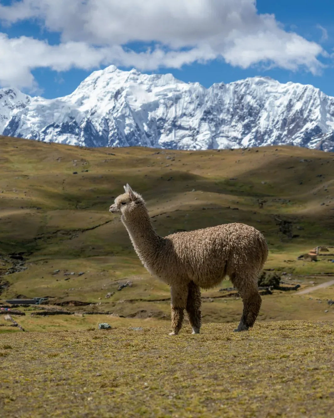 Alpacas grazing in an Andean valley below snowcapped peaks